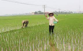 Nông dân Ninh Giang phòng trừ sâu bệnh bảo vệ lúa mùa